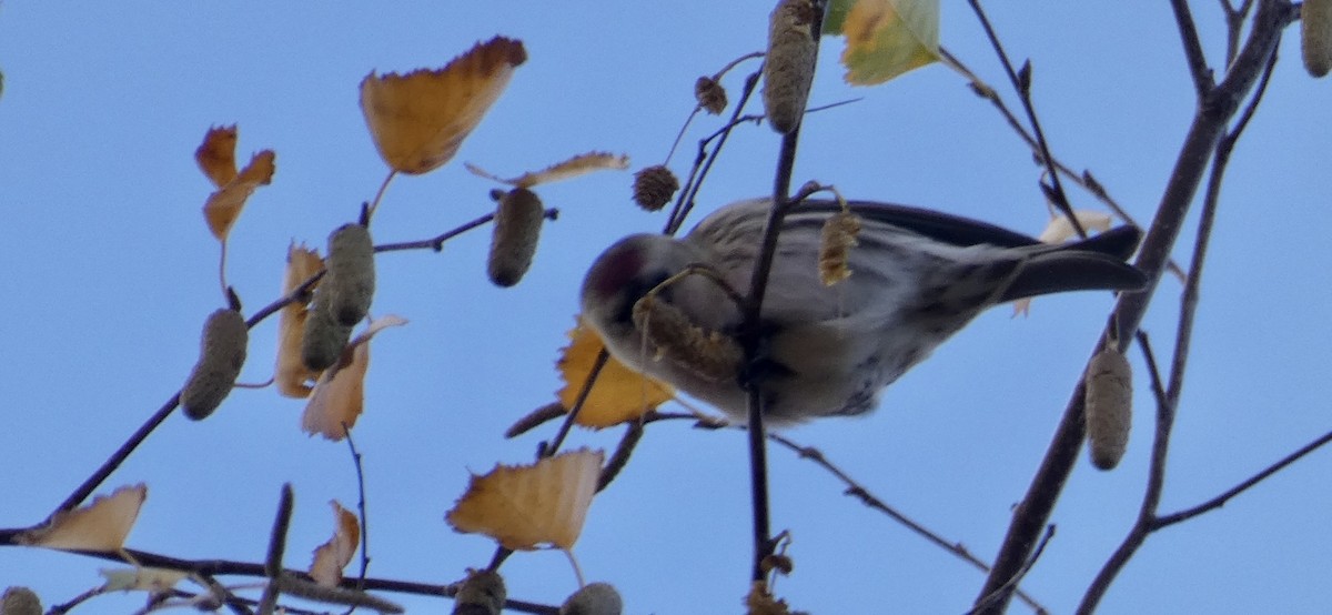 Common Redpoll - ML280021531