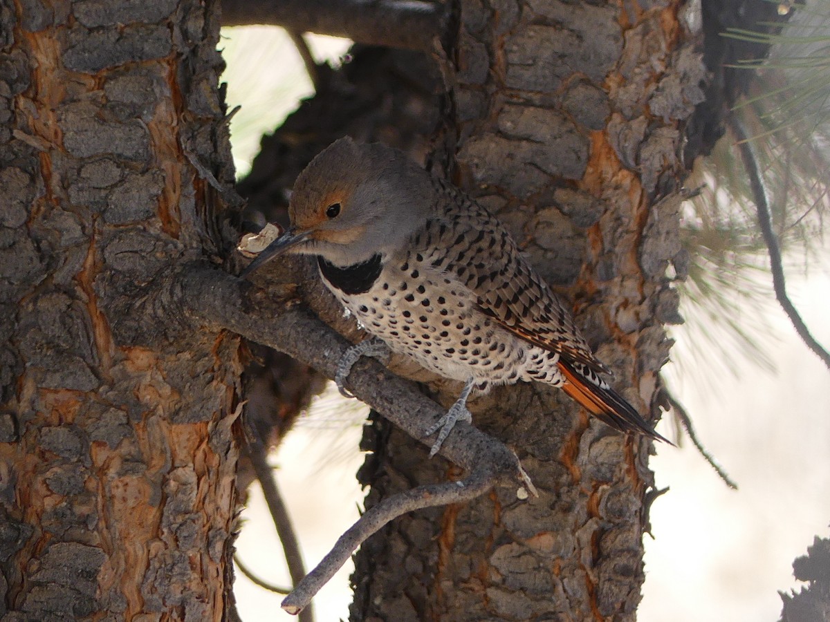 Northern Flicker (Red-shafted) - ML280022211