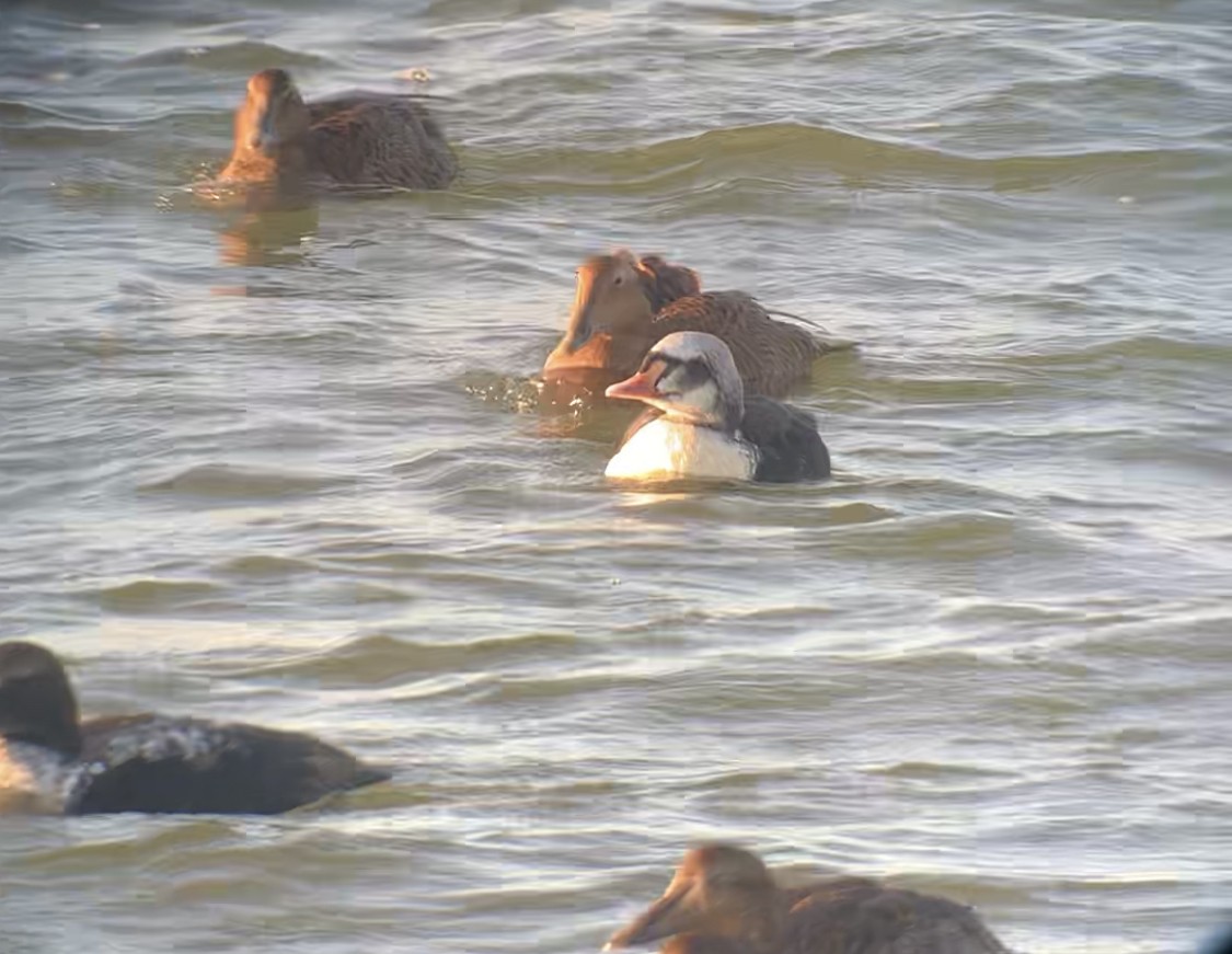 King Eider - ML280022871