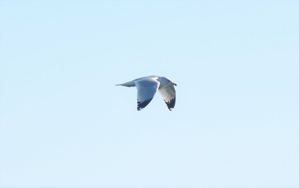 Ring-billed Gull - ML280023861