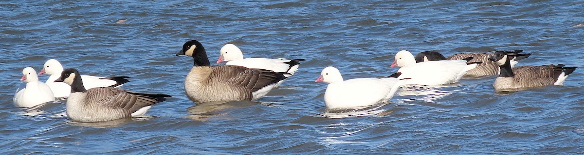 Ross's Goose - ML280025191