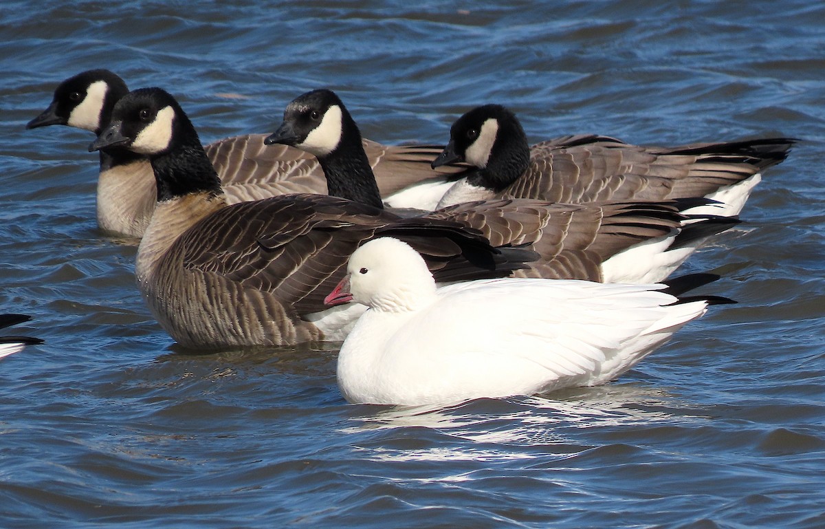 Ross's Goose - ML280025261