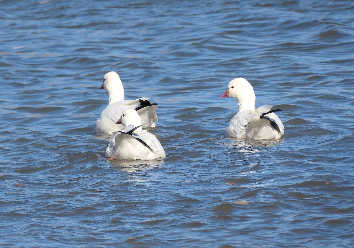 Ross's Goose - Ted Floyd