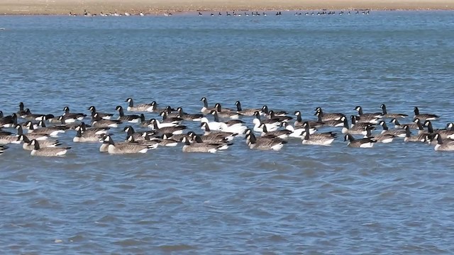 Ross's Goose - ML280025531