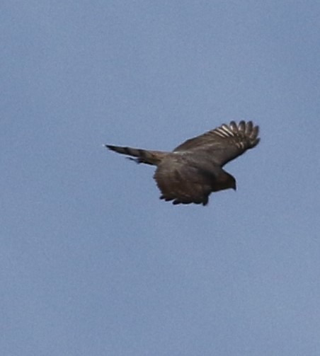 Sharp-shinned Hawk - ML280026821