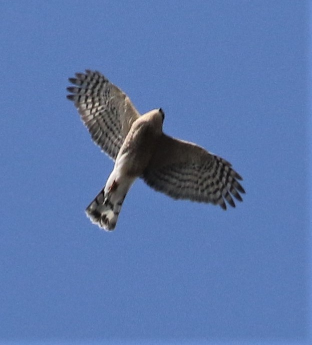 Sharp-shinned Hawk - ML280026831