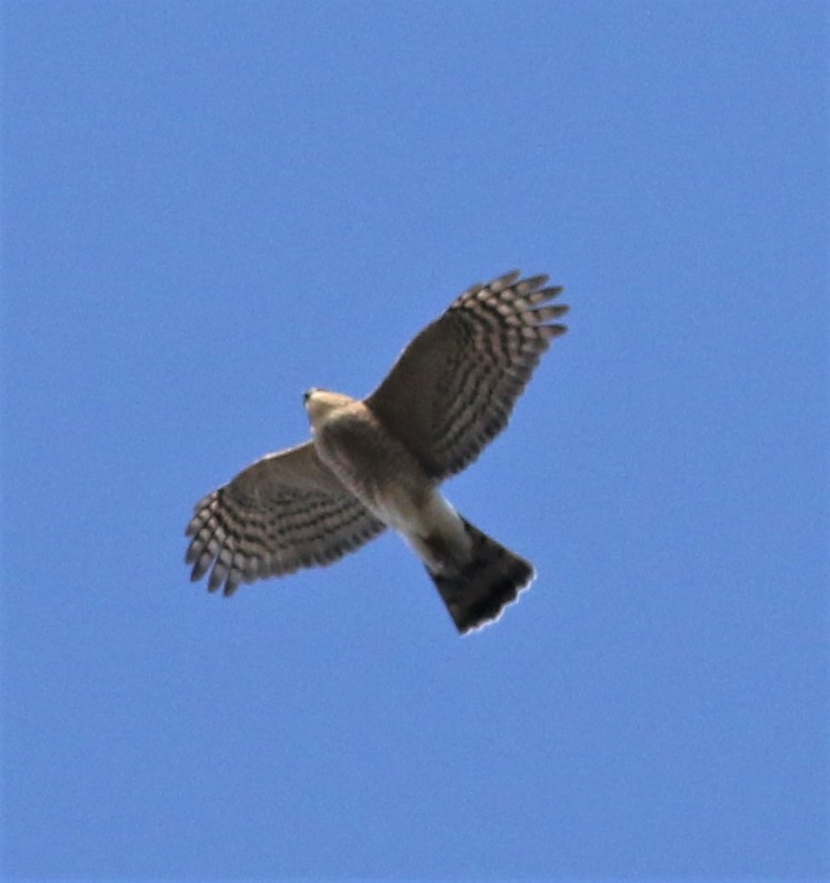 Sharp-shinned Hawk - ML280026841