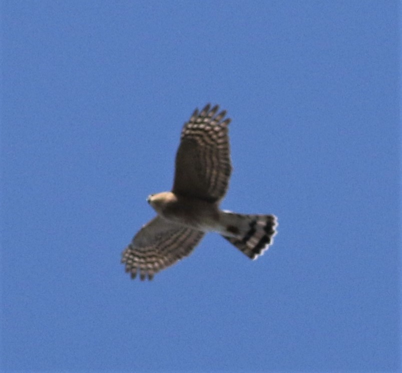 Sharp-shinned Hawk - ML280026851