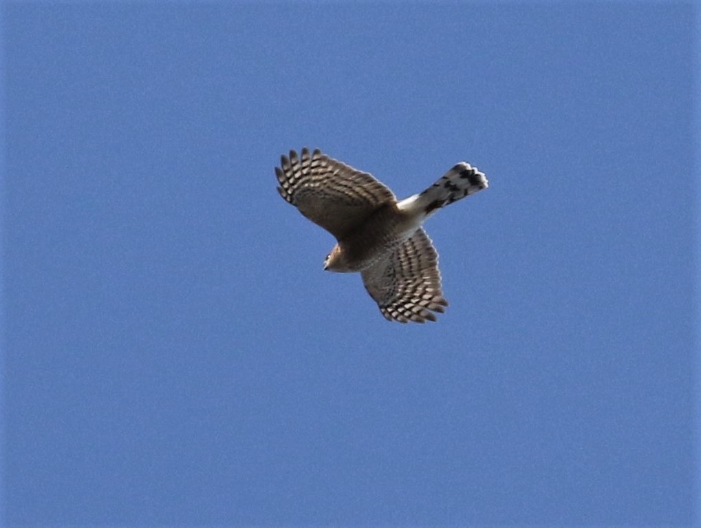 Sharp-shinned Hawk - ML280026861