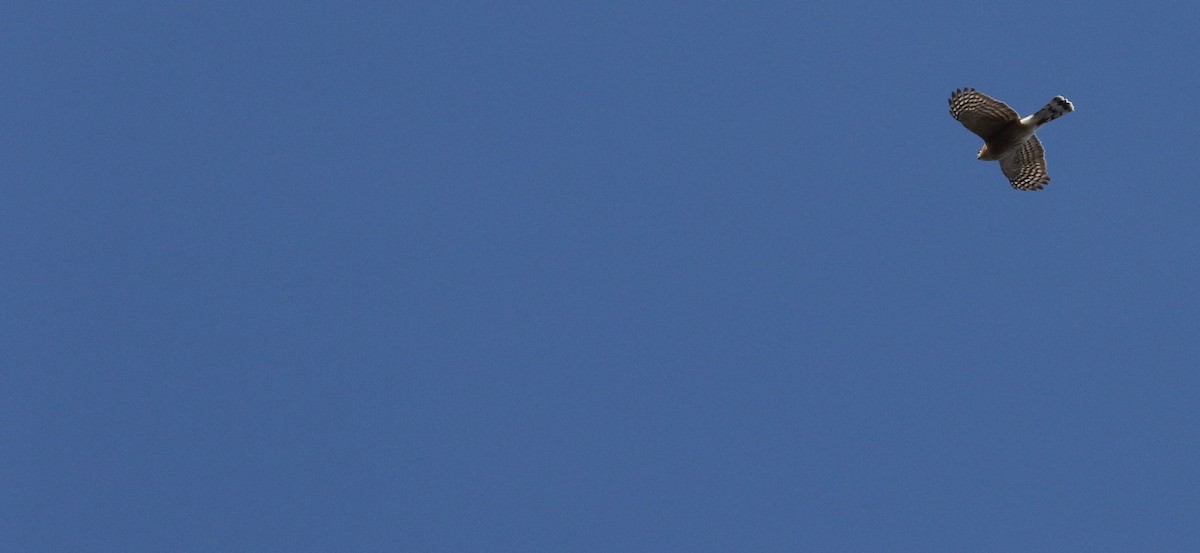 Sharp-shinned Hawk - ML280026871