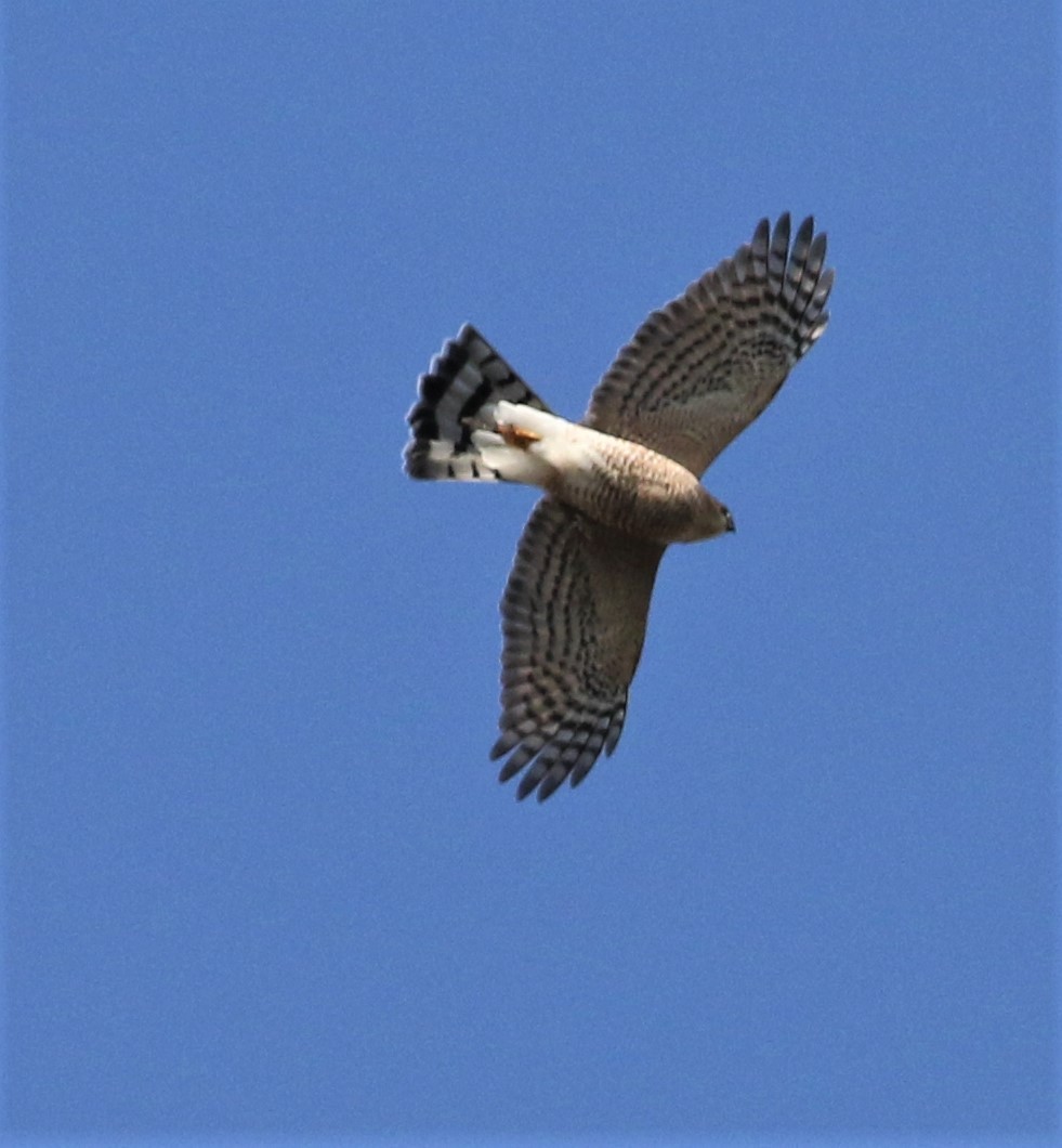Sharp-shinned Hawk - ML280026881