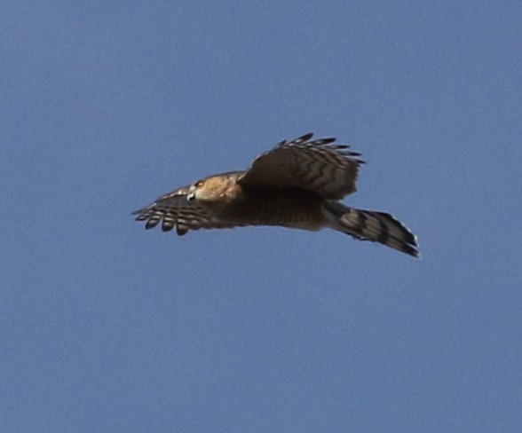 Sharp-shinned Hawk - ML280026891