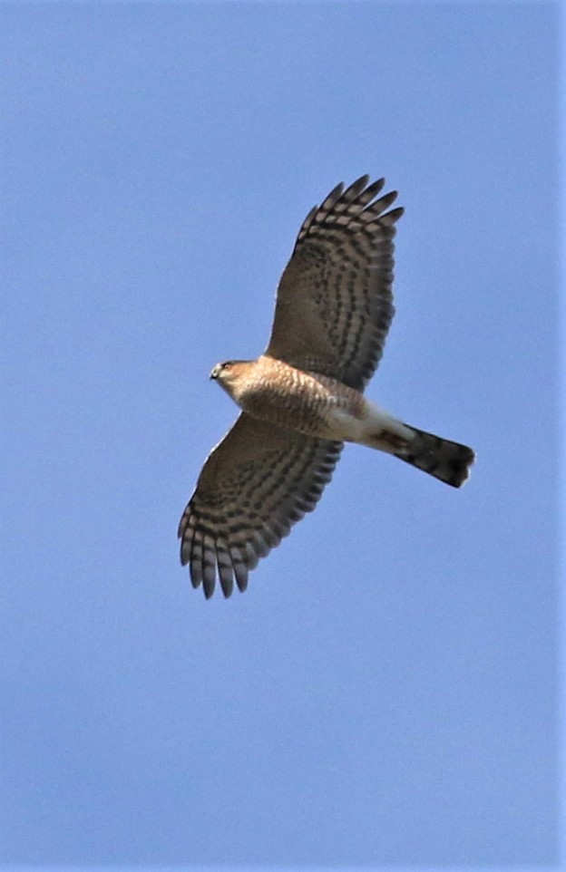 Sharp-shinned Hawk - ML280026911