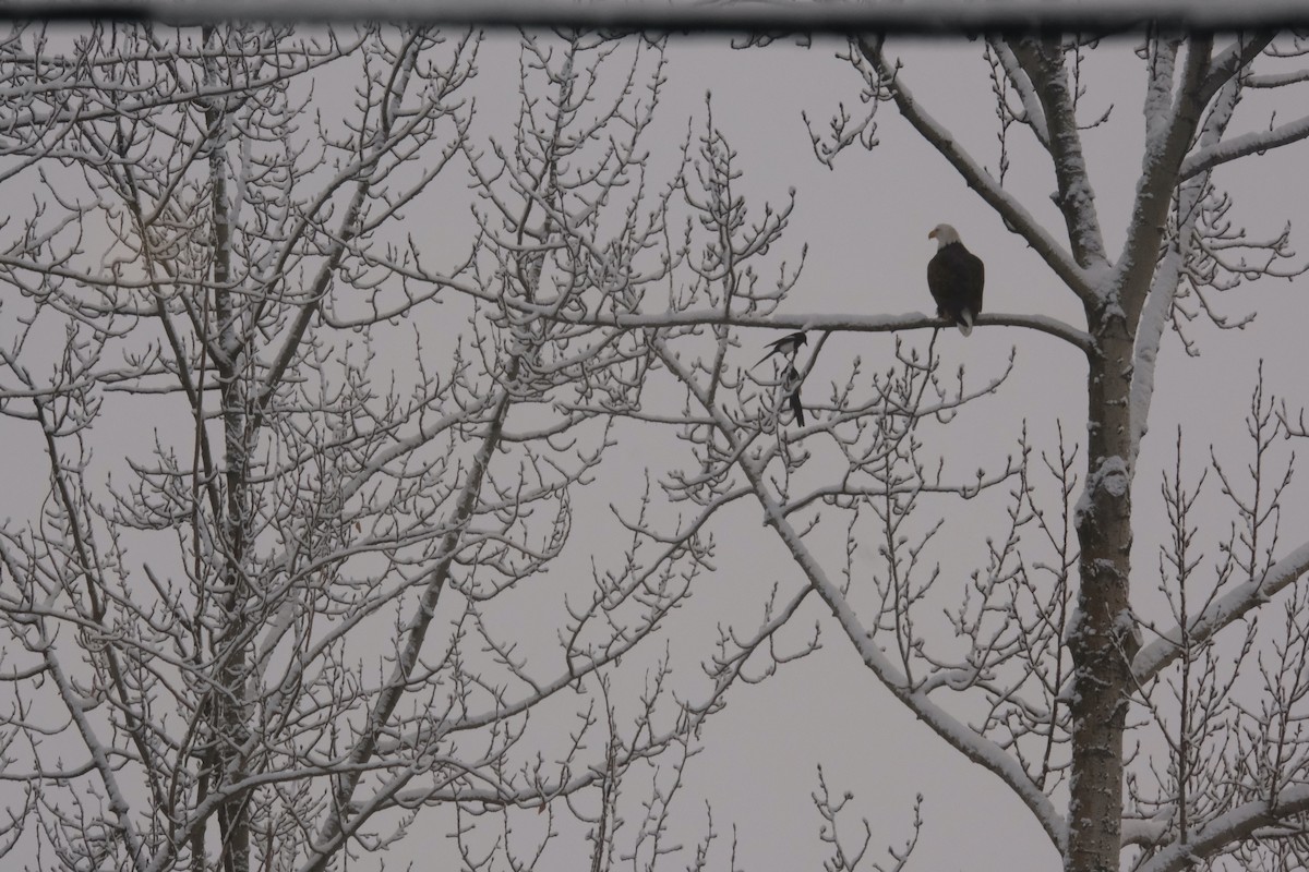 Bald Eagle - ML280027801