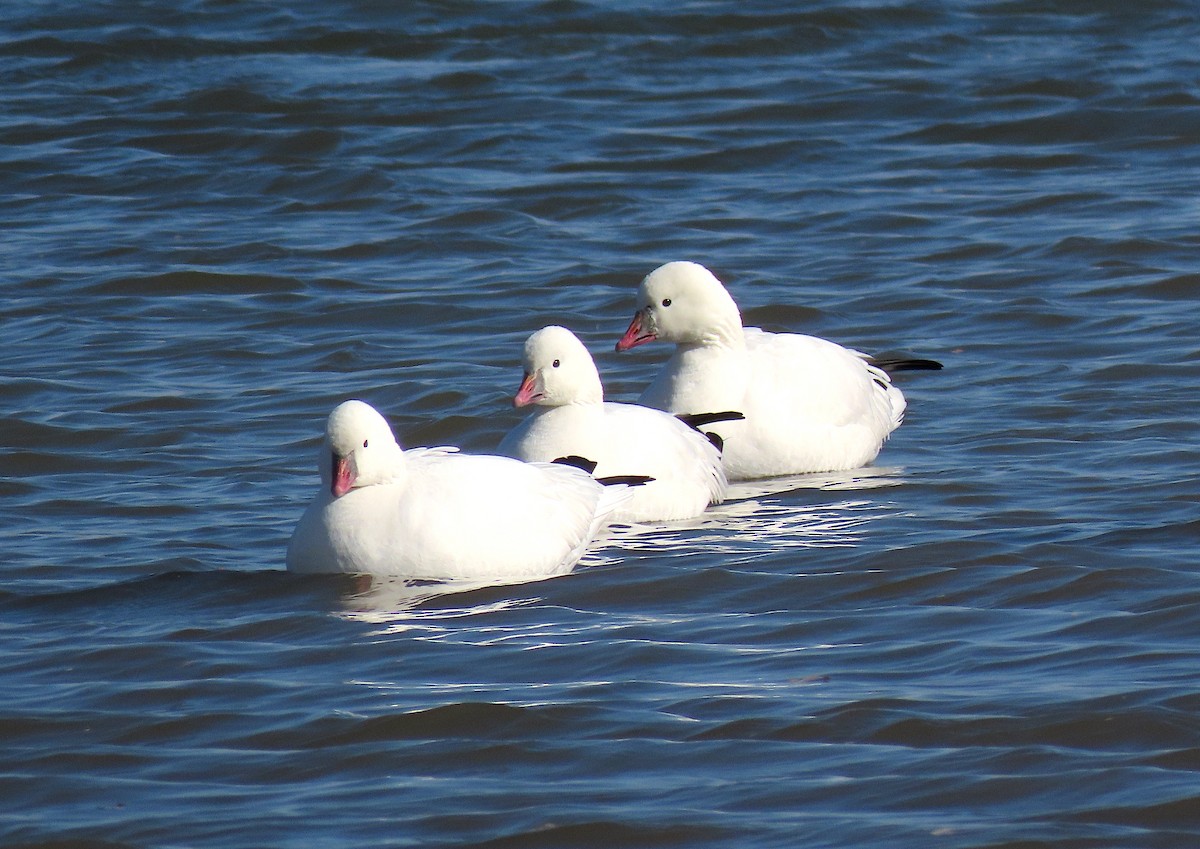 Ross's Goose - ML280028061