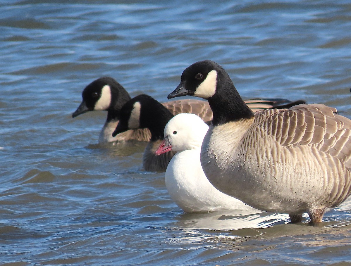 Ross's Goose - ML280028131