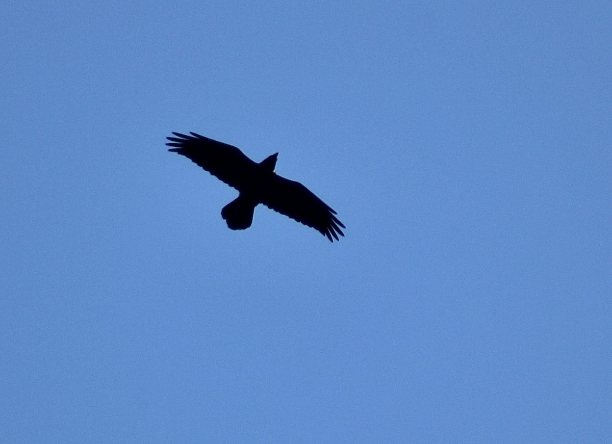 Common Raven - ML280028141