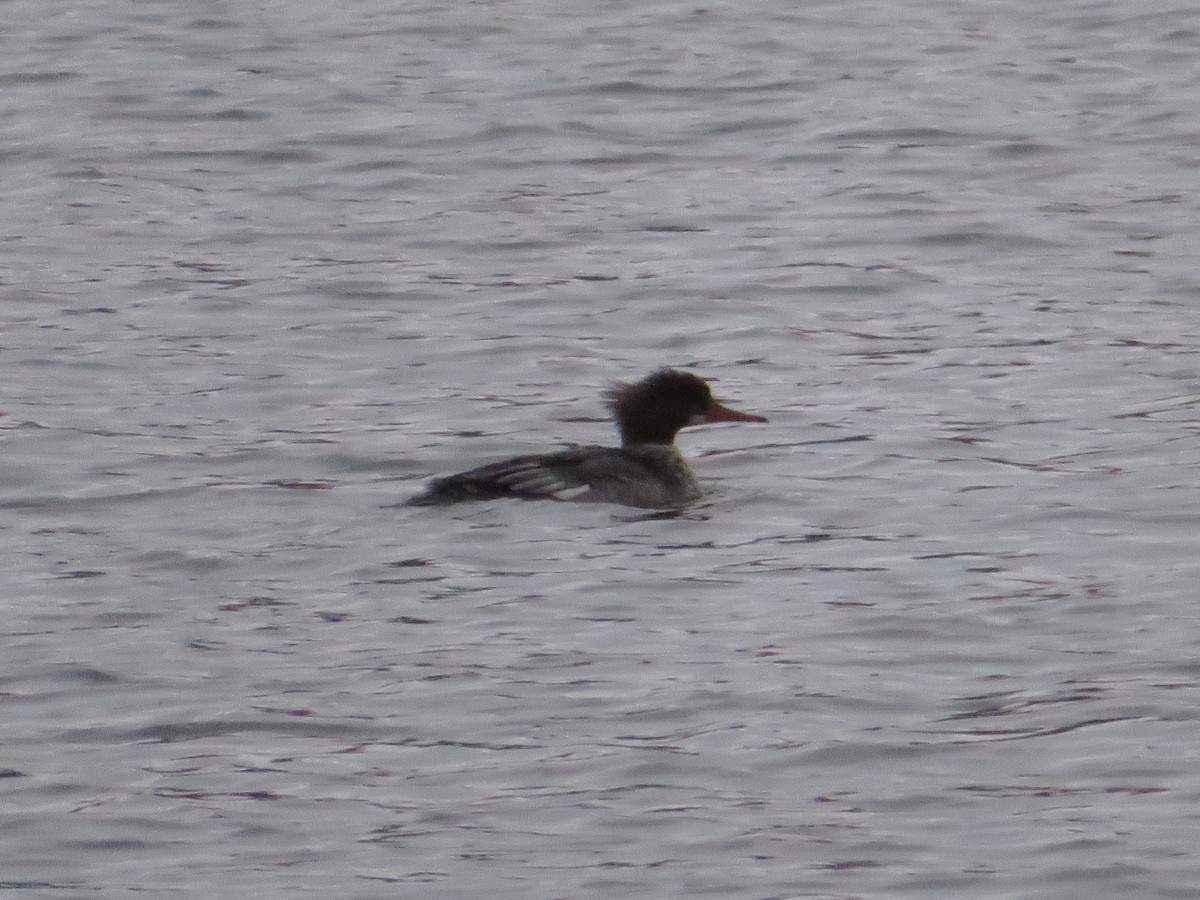 Common Merganser - ML280030711