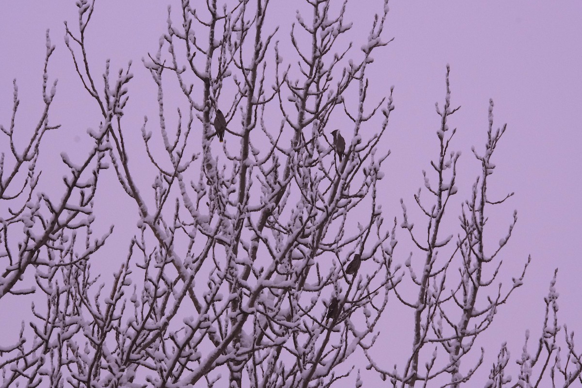 Bohemian Waxwing - ML280030921