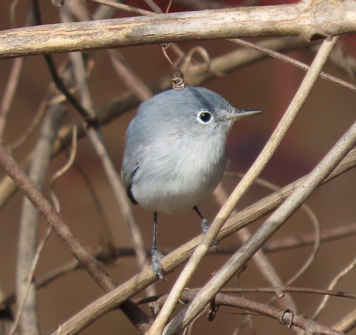 Blue-gray Gnatcatcher - ML280031961