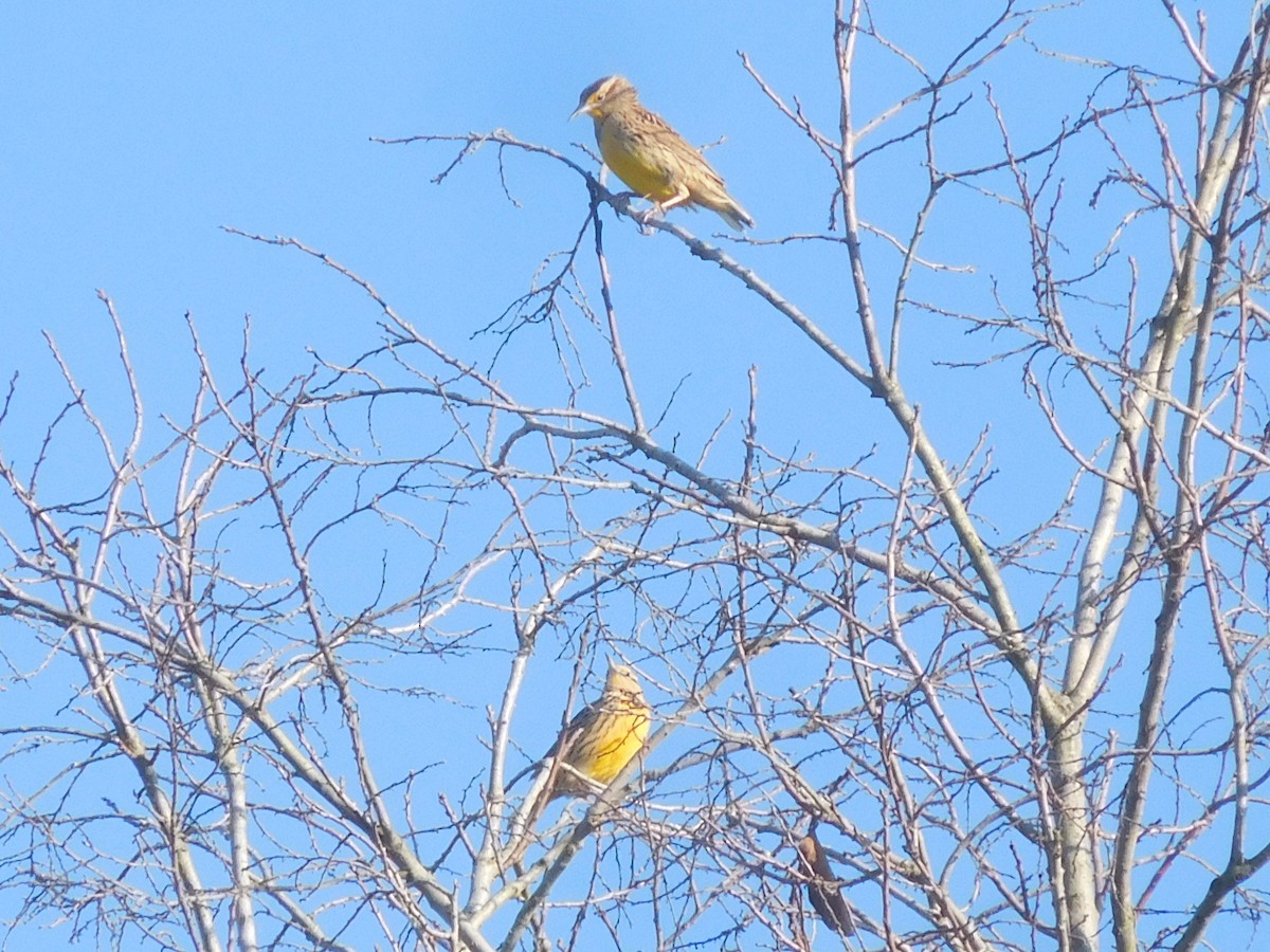 Eastern Meadowlark - ML280032431