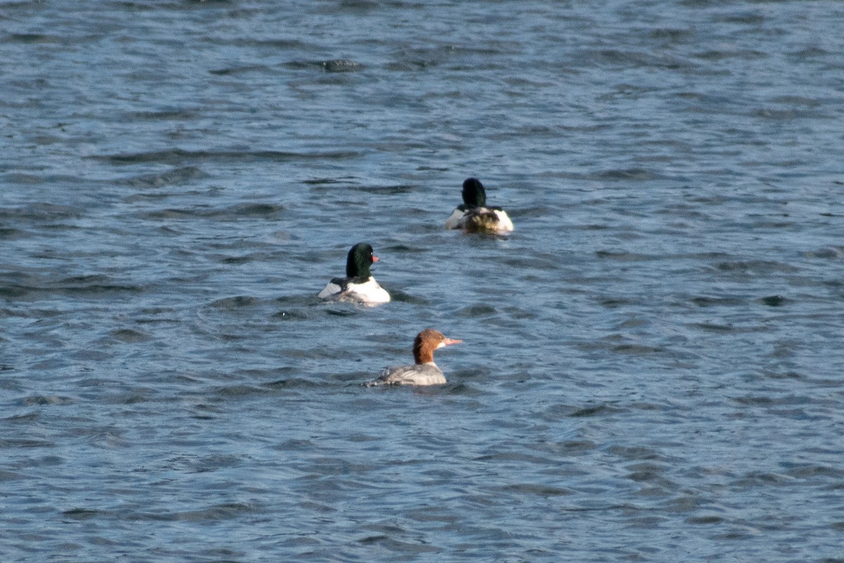 Common Merganser (North American) - ML280033881