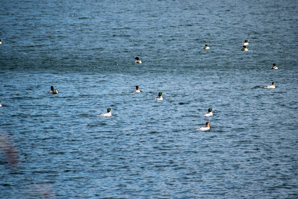 Common Merganser (North American) - ML280035751