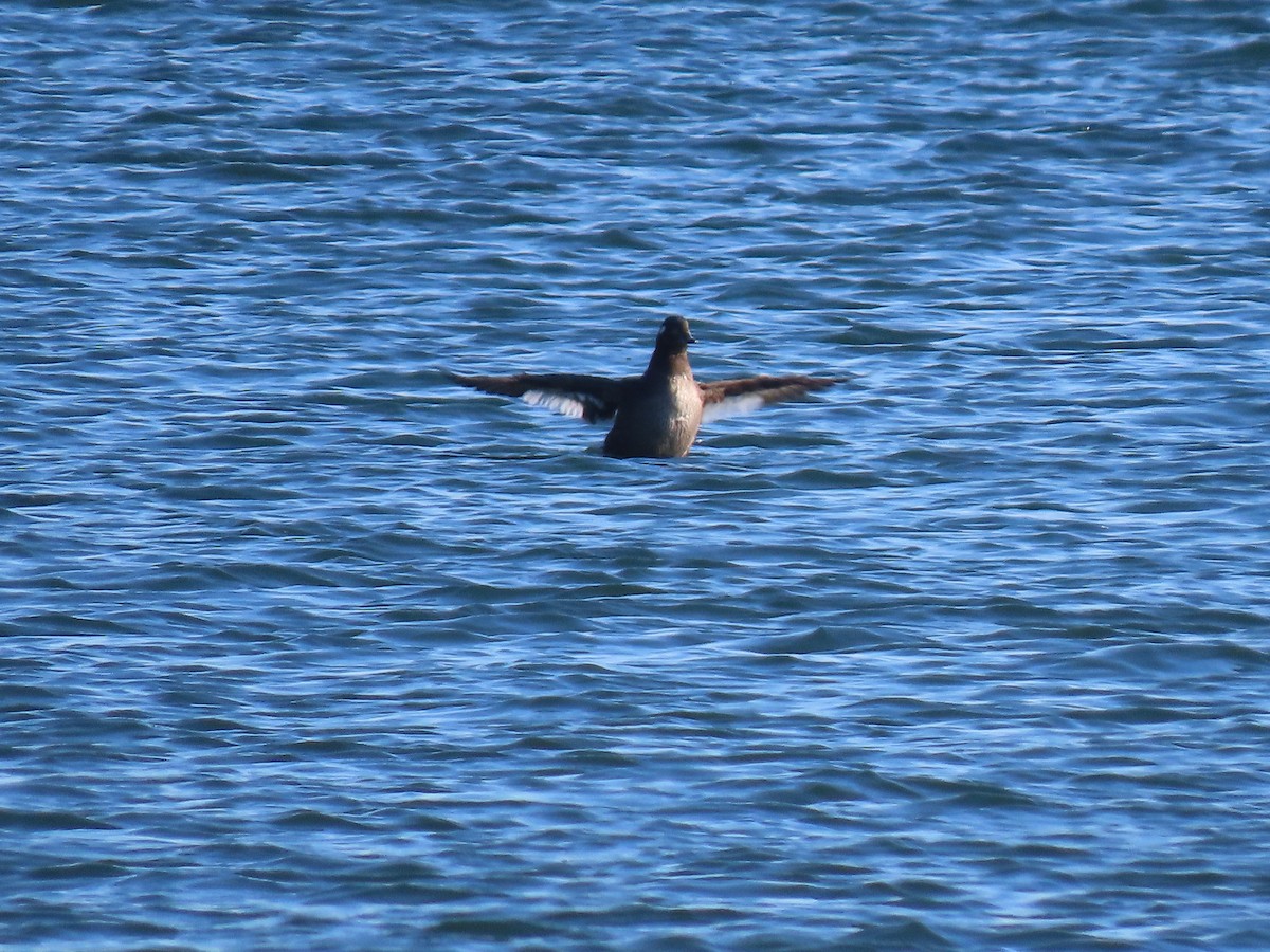 White-winged Scoter - ML280036121