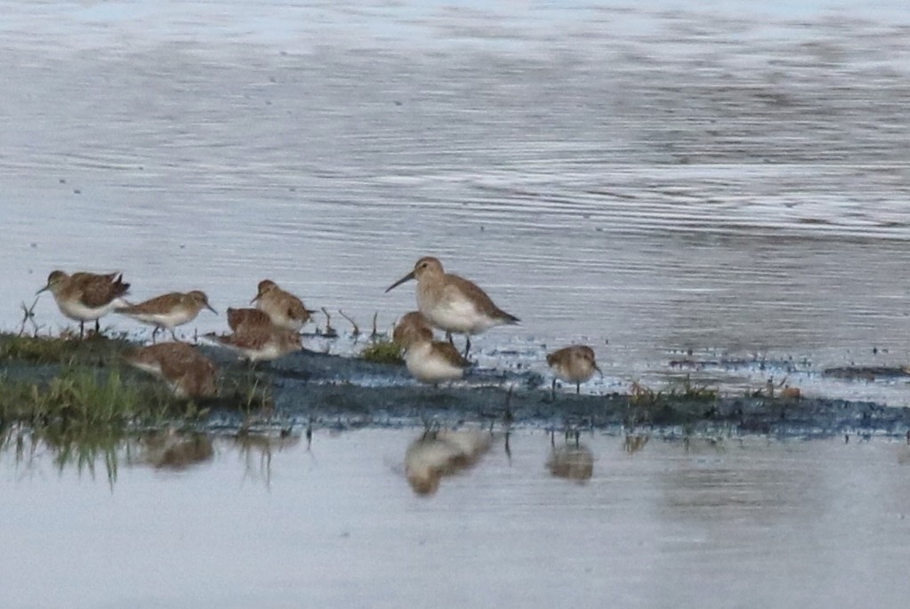 Dunlin - Vincent O'Brien