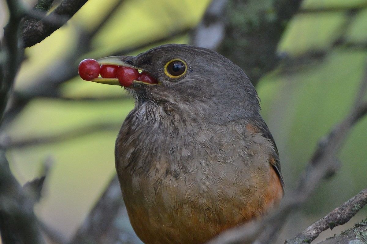 Rufous-bellied Thrush - ML280038031