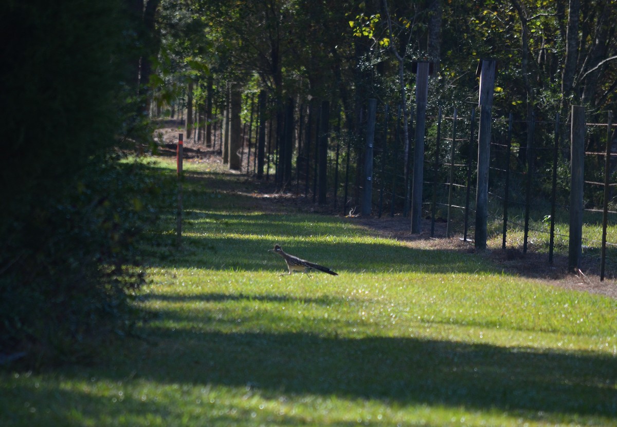 Greater Roadrunner - ML280039261