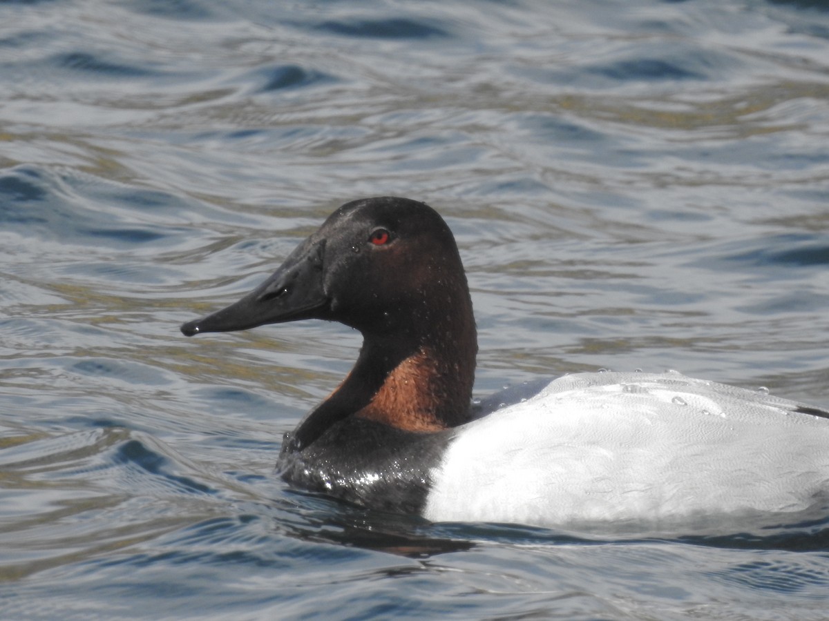 Canvasback - ML280039401