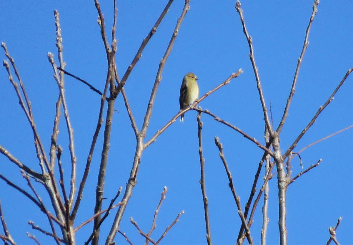 American Goldfinch - ML280040671