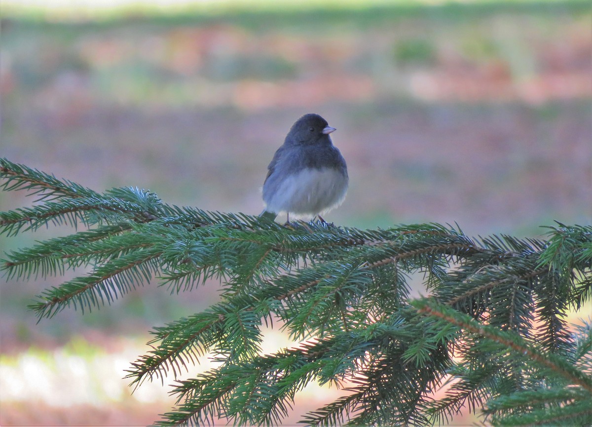 Dark-eyed Junco - ML280040931