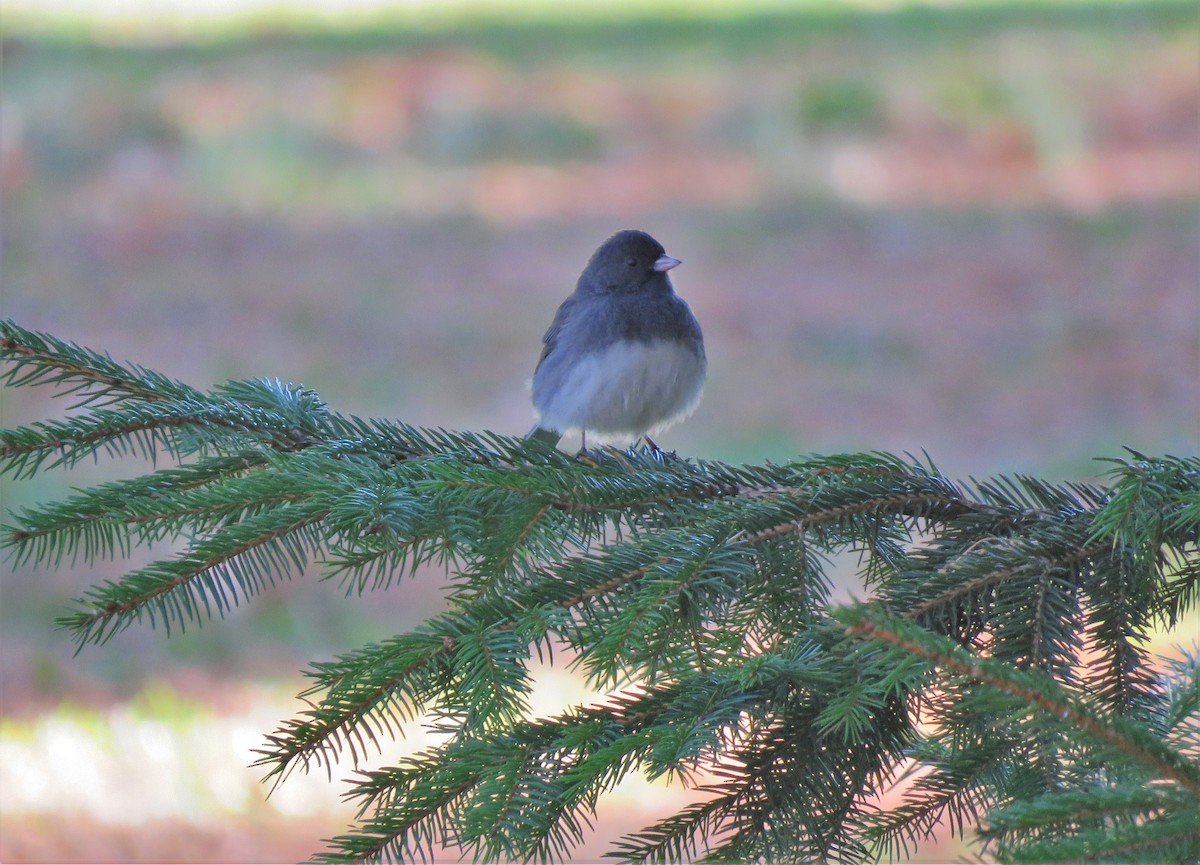 Dark-eyed Junco - ML280040931