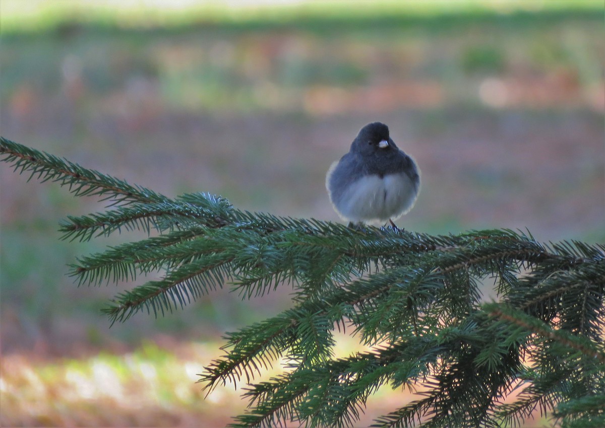 Dark-eyed Junco - ML280040951