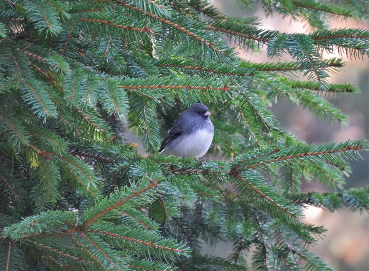 Dark-eyed Junco - ML280041001