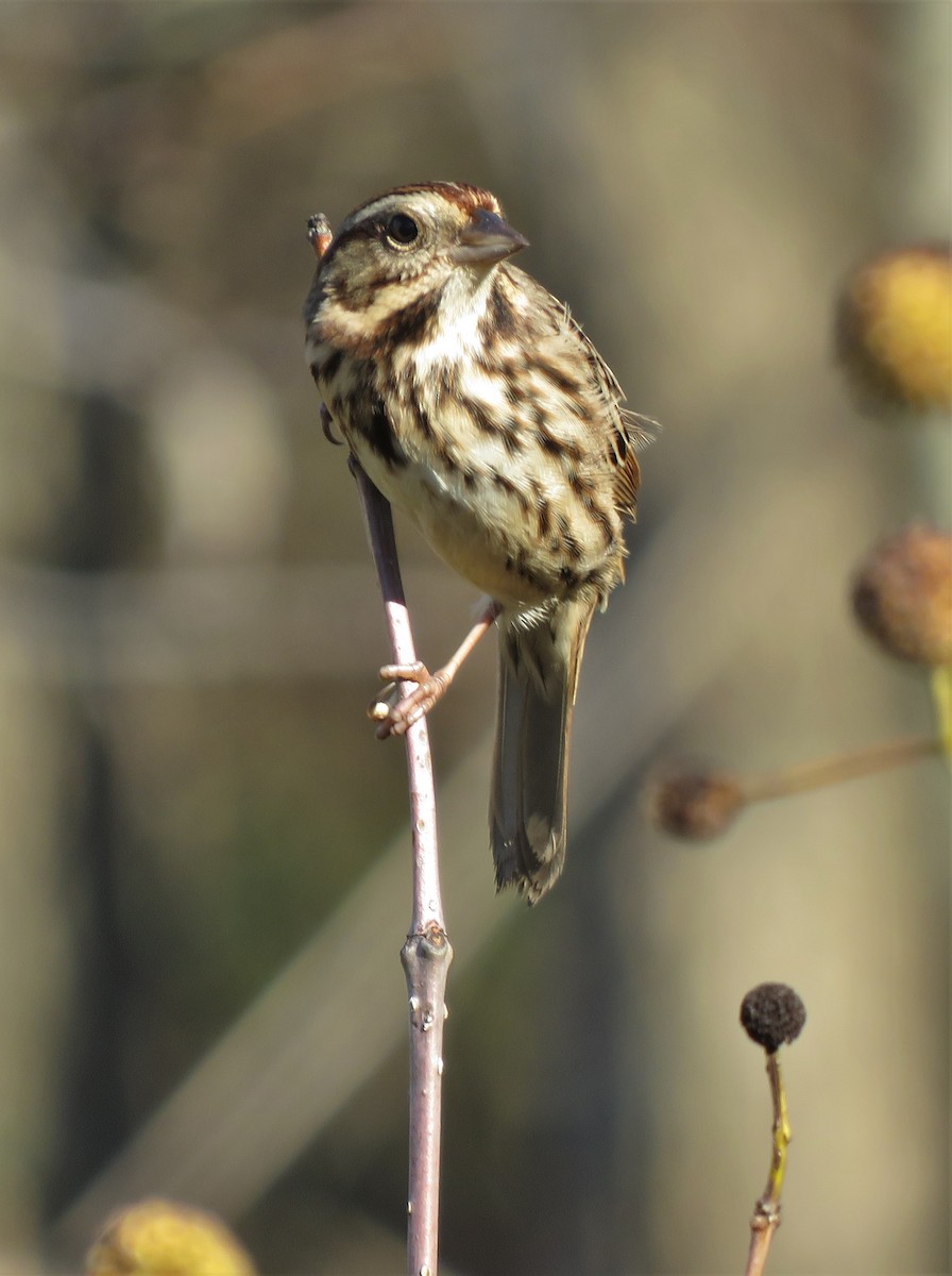 Song Sparrow - ML280041141