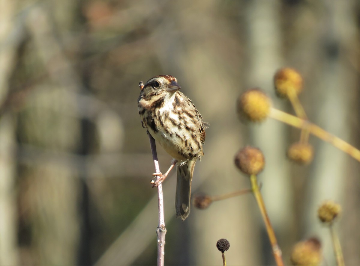 Song Sparrow - ML280041151