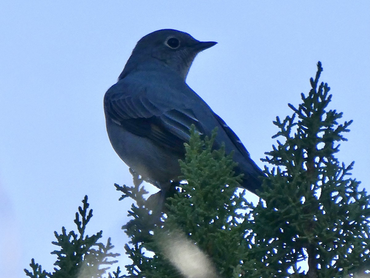 Townsend's Solitaire - ML280041211