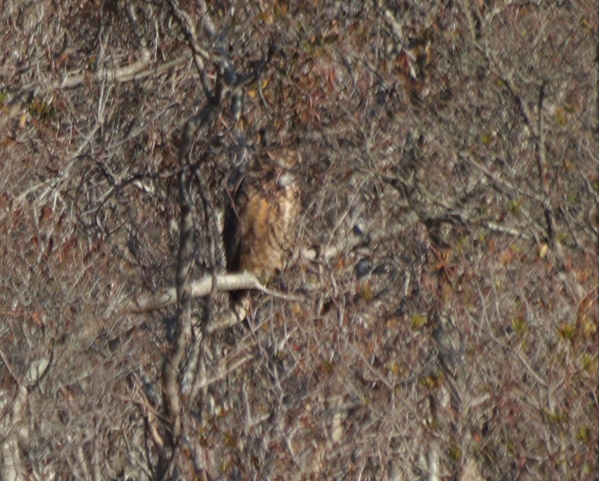 Great Horned Owl - MA 2