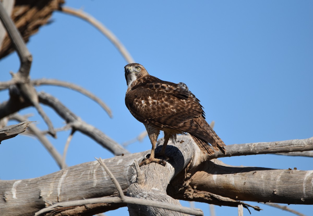 Red-tailed Hawk - ML280043051
