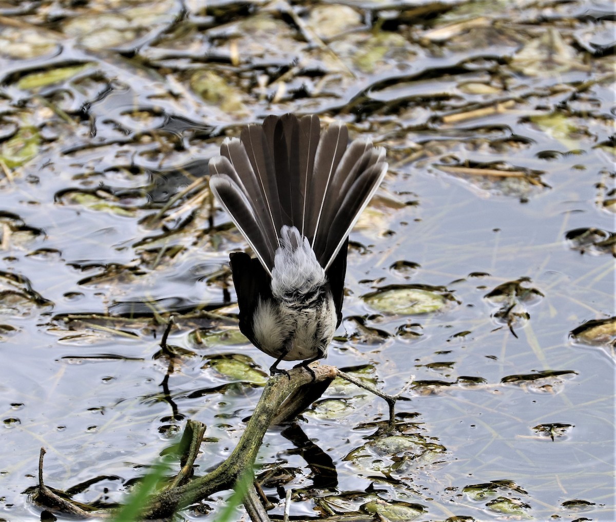 Gray Fantail - ML280043161