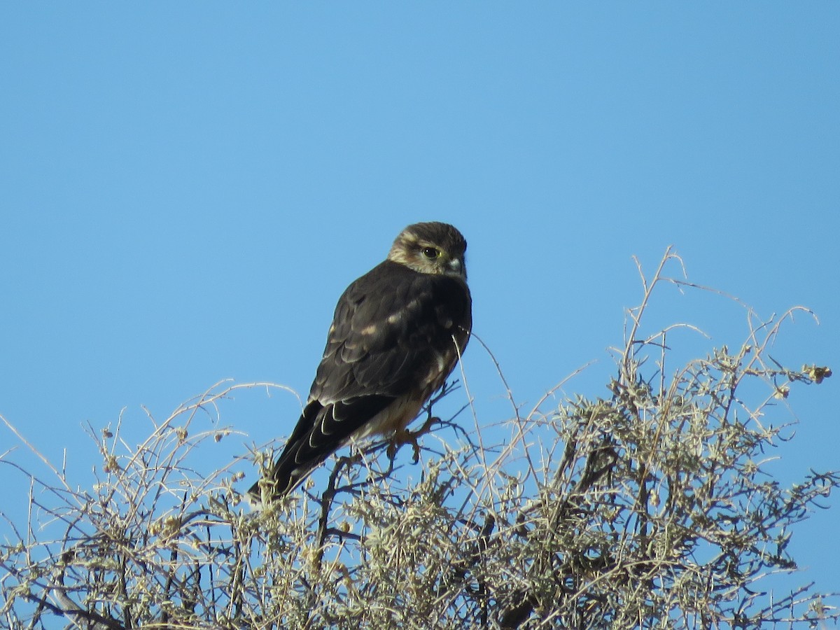 Підсоколик малий (підвид columbarius) - ML280043431