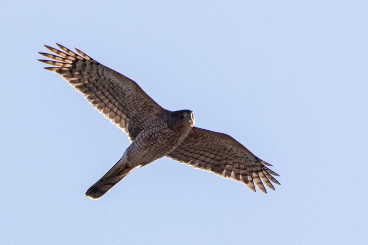 Sharp-shinned/Cooper's Hawk - ML280043721