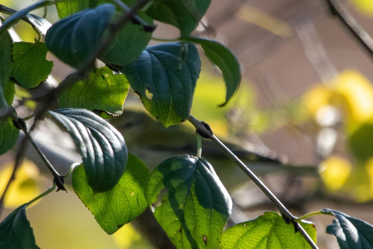 Tennessee Warbler - ML280043801