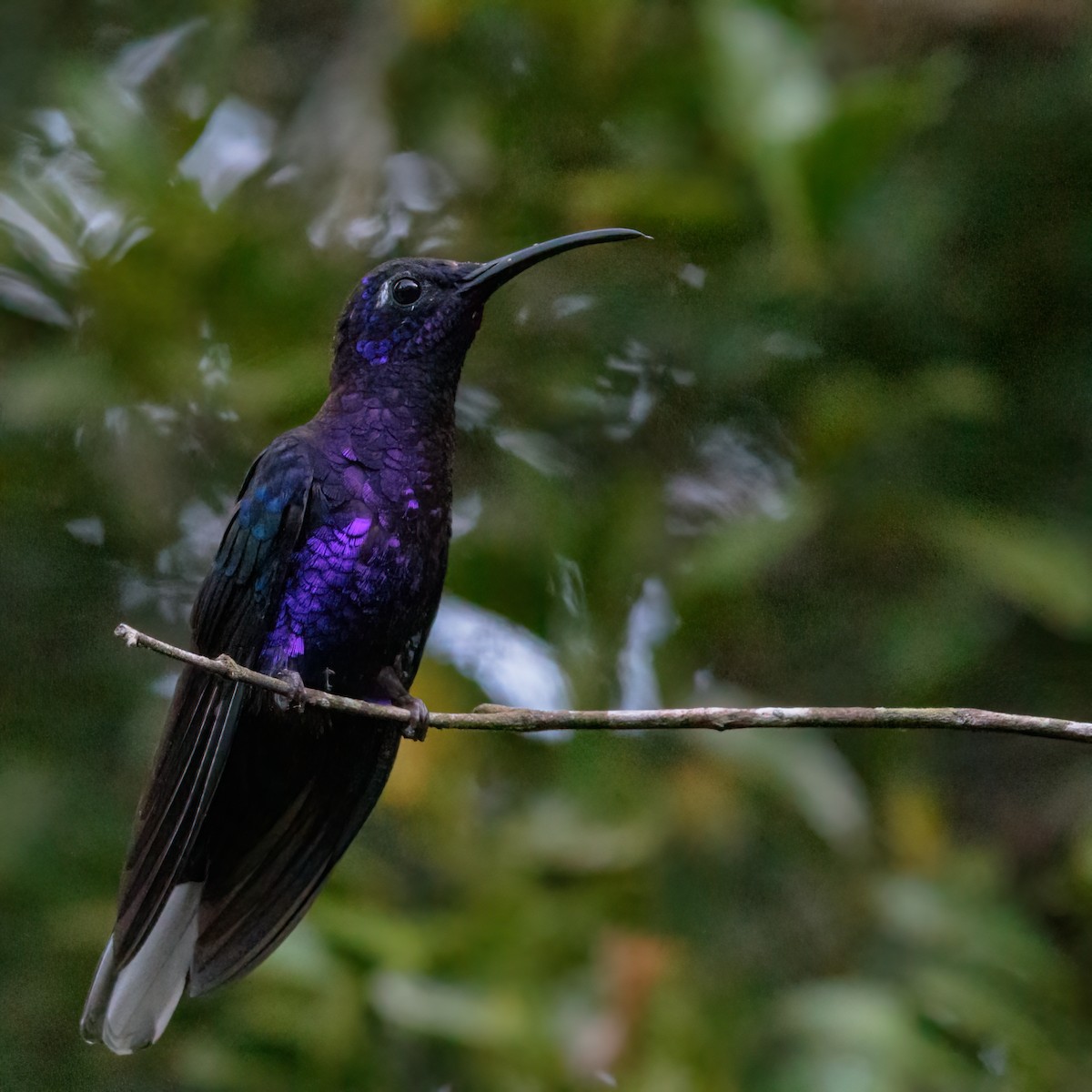 Colibrí Morado - ML280044191