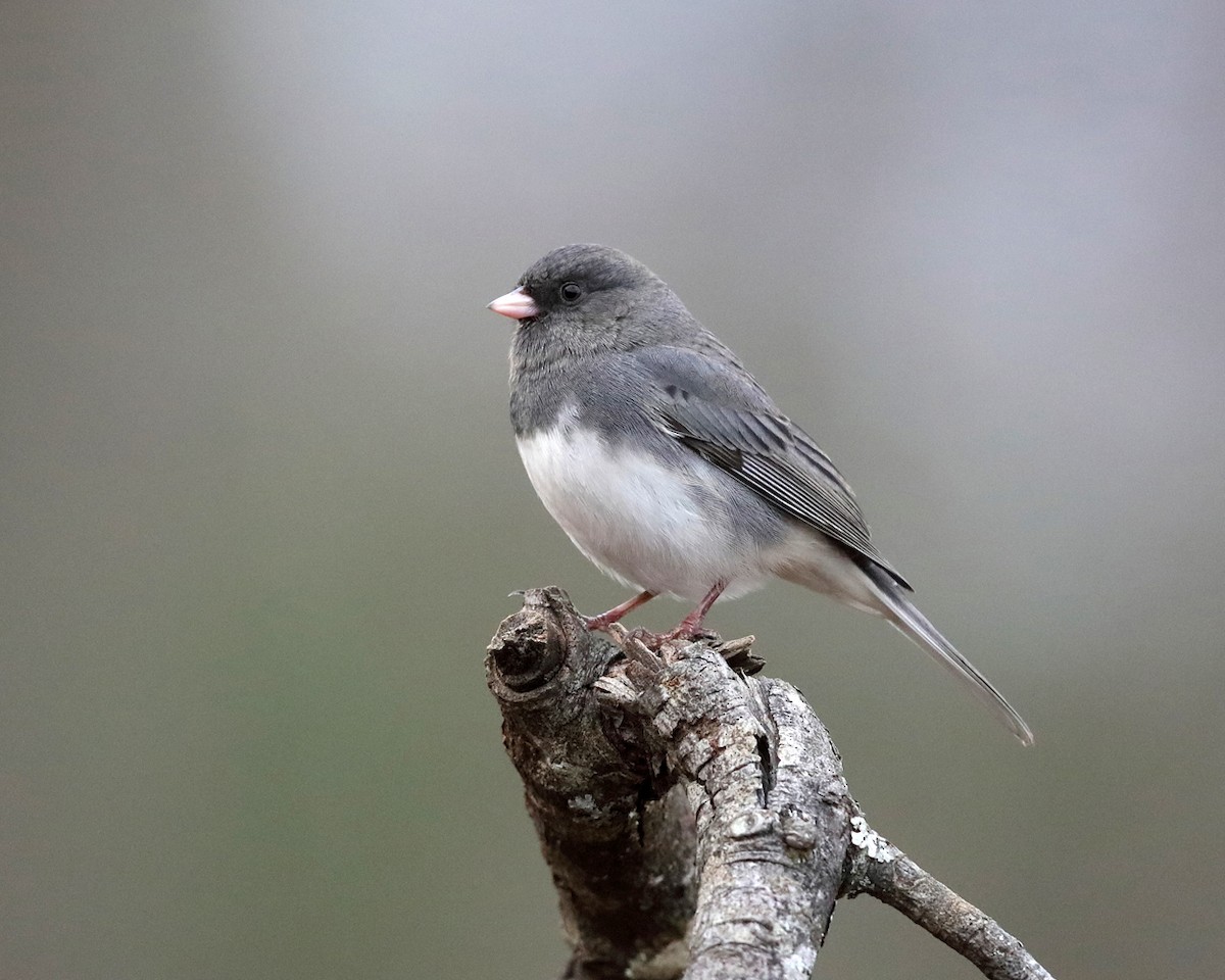 Dark-eyed Junco (Slate-colored) - Tom Murray