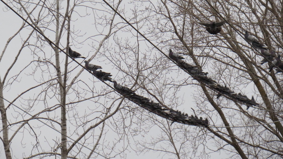 Хөхвөр тагтаа (суурин газрын) - ML280045181