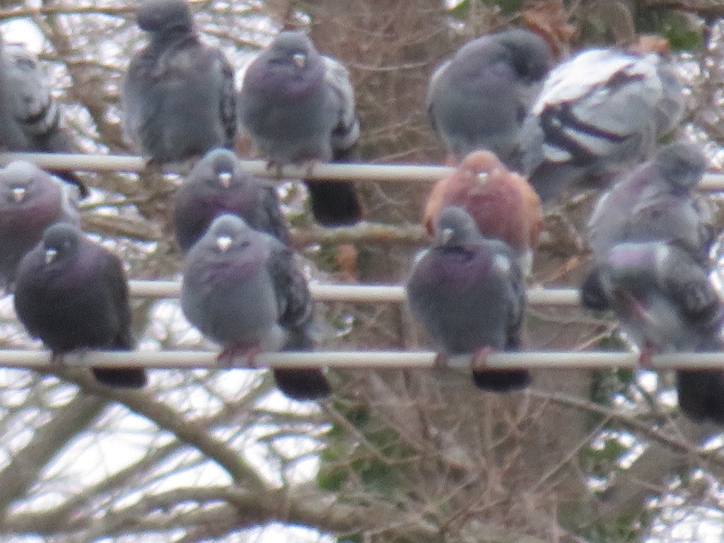 Хөхвөр тагтаа (суурин газрын) - ML280045721